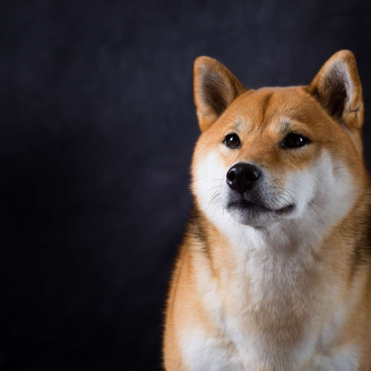 Shiba Inu crece 50% en la última semana - Cripto247 - Últimas noticias  sobre Bitcoin, Ethereum, blockchain y criptomonedas