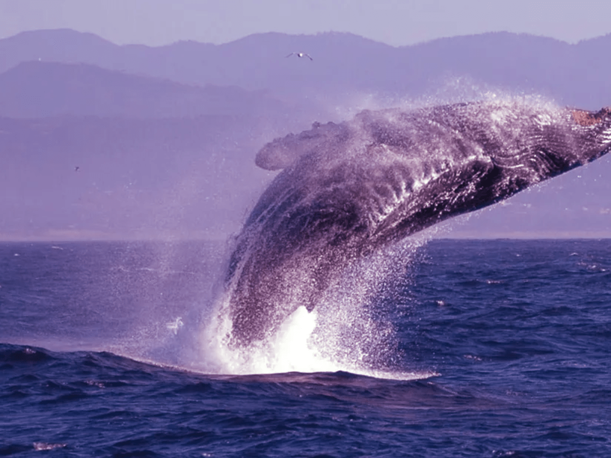 Las ballenas de Bitcoin siguen acumulando BTC - Cripto247 - Últimas  noticias sobre Bitcoin, Ethereum, blockchain y criptomonedas