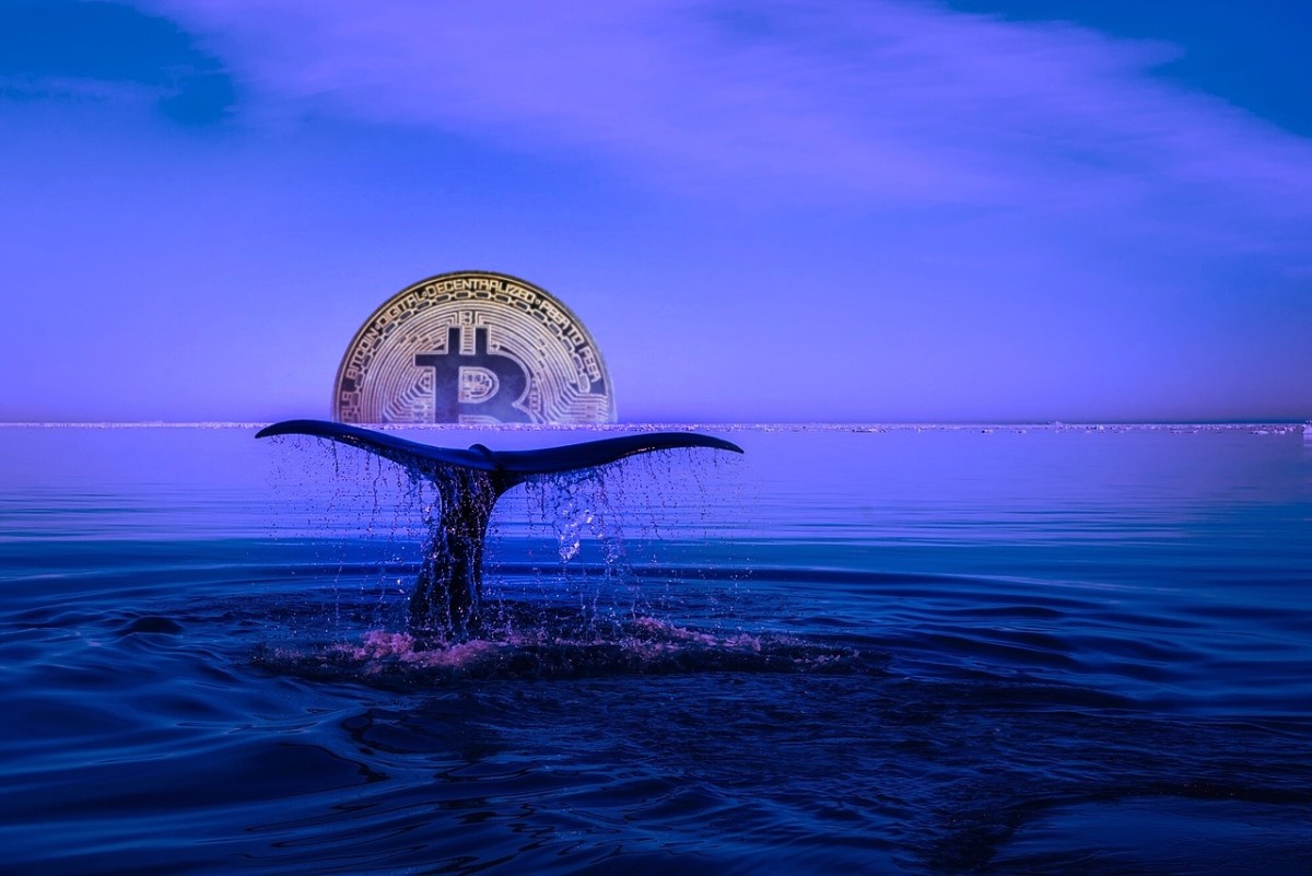 Alerta Bitcoin: Dos ballenas mueven 20.000 BTC y generan alarma en el  mercado - Cripto247 - Últimas noticias sobre Bitcoin, Ethereum, blockchain  y criptomonedas