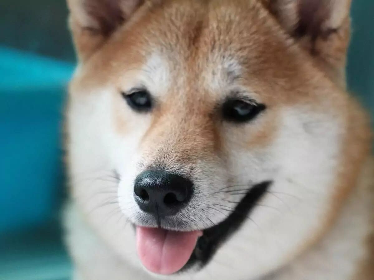 Dogecoin dólar (88) foto