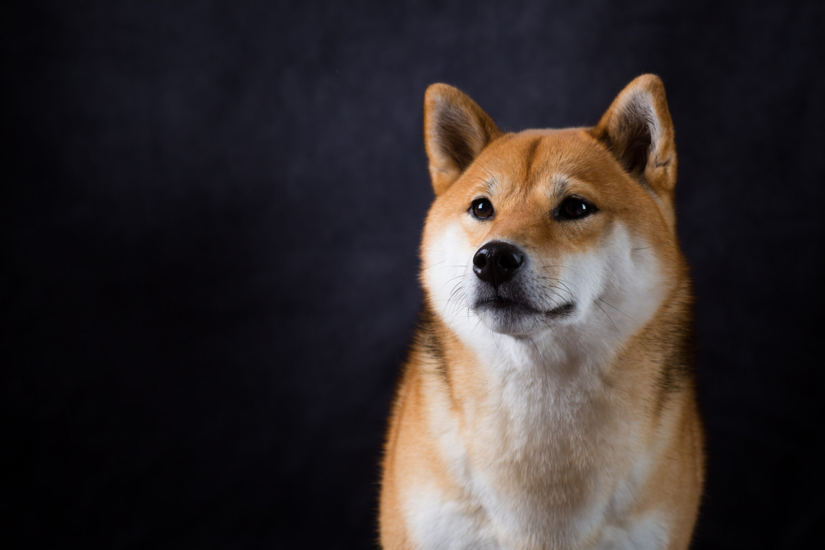 Expertos predicen la muerte de Shiba Inu para 2030 - Cripto247 - Últimas  noticias sobre Bitcoin, Ethereum, blockchain y criptomonedas
