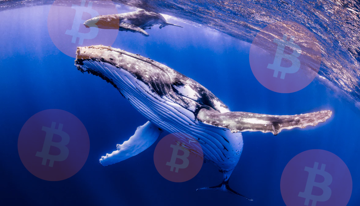 Transacciones ballenas bitcoin (100) 사진